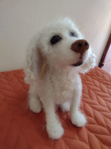 Cane cucciolo barboncino - , in