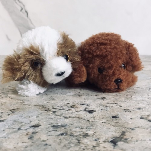 Russ petooties pets shih - petooties,