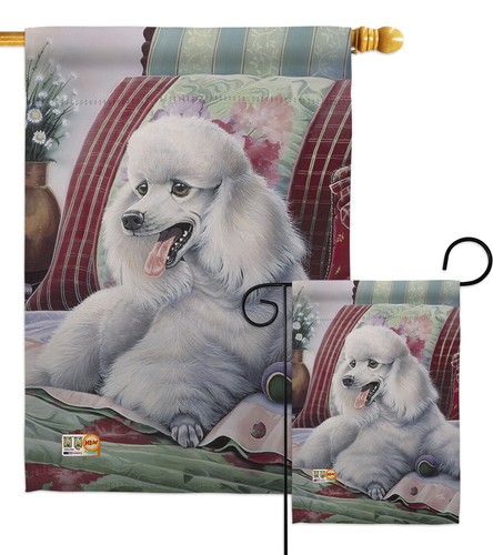 Barboncino animali cane - animali,